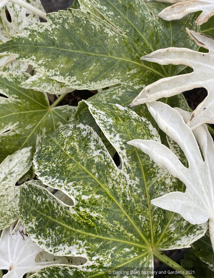 Perennials ~  Fatsia japonica 'Spider's Web', Speckled Japanese Aralia~ Dancing Oaks Nursery and Gardens ~ Retail Nursery ~ Mail Order Nursery