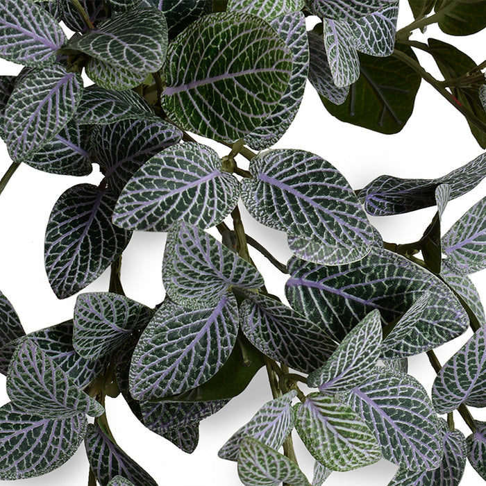 Fittonia (Mosaic) Bush 10"L