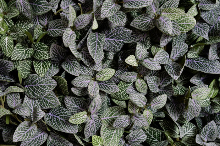 Fittonia (Mosaic) Bush 10"L