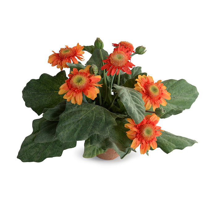Gerbera Daisy 12"H