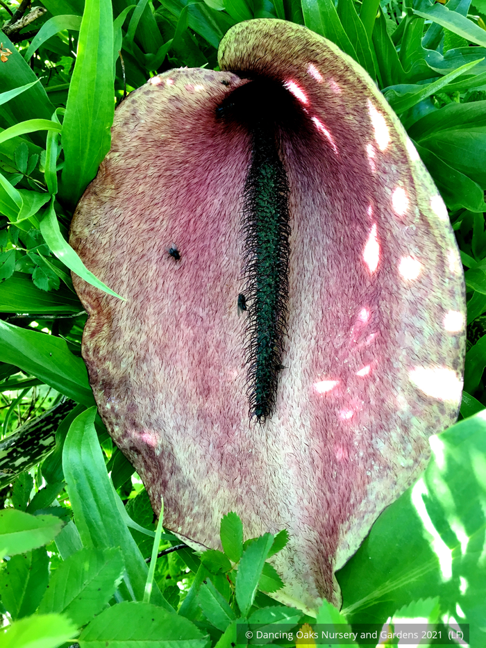 Perennials ~ Helicodiceros muscivorus, Pig Butt Arum ~ Dancing Oaks Nursery and Gardens ~ Retail Nursery ~ Mail Order Nursery
