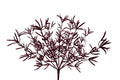 Herb Grass Bush 18H"