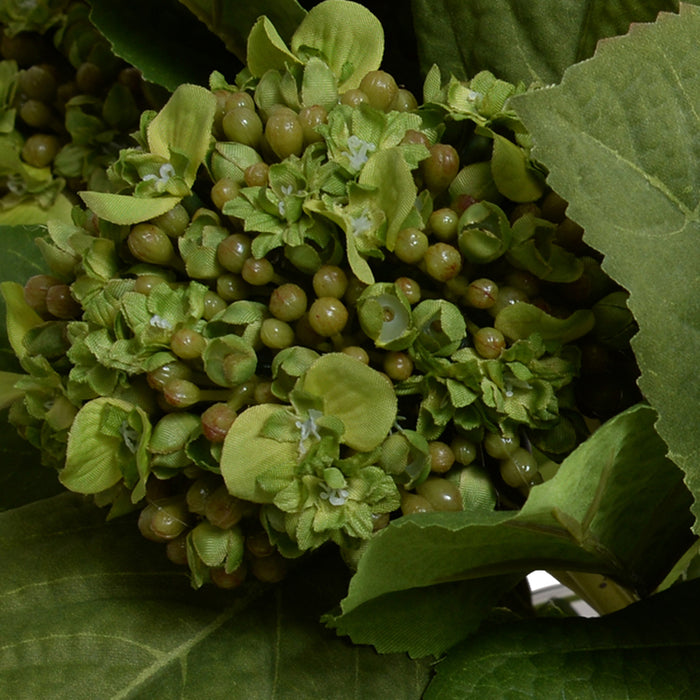 Hydrangea Buds in Leaf Lined Glass 12"H