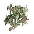 Realistic Fire Retardant Artificial Inch Plant (Wandering Jew) for Colorful Botanical Benefits - New Growth Designs