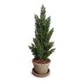 Cone-shaped Italian Cypress in Rustic Terracotta, 22" - New Growth Designs