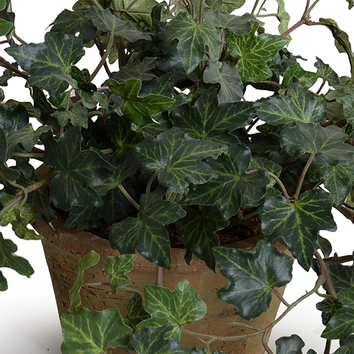 Ivy Plant in Clay Pot 9"H