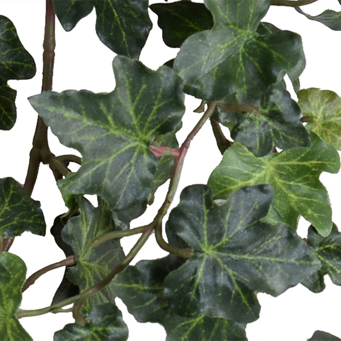 Ivy Plant in Clay Pot 9"H