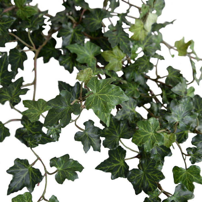 Ivy Plant in Clay Pot 9"H