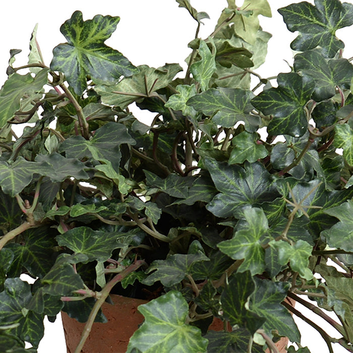 Ivy Plant in Terracotta 12"H