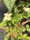 Jasminum officinale 'Devon Cream' (syn. 'Clotted Cream'), Jasmine