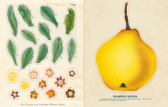 John Derian Sticker Book I