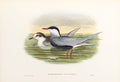 John Gould (1804-1881), Hydrochelidon leucopareia [Whiskered Tern]
