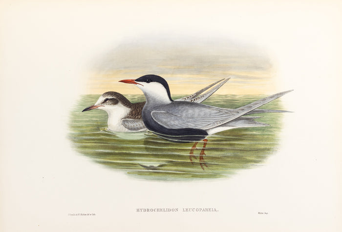 John Gould (1804-1881), Hydrochelidon leucopareia [Whiskered Tern]