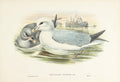 John Gould (1804-1881), Procellaria glacialis [Fulmar]