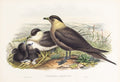 John Gould (1804-1881), Stercorarius parasiticus [Arctic Skua]