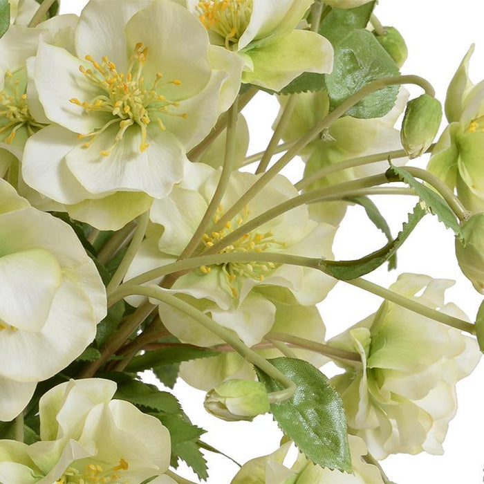 Rose Lenten Hellebore in Glass - New Growth Designs