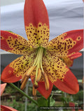 Bulbs & Tubers ~ Lilium longiflorum x pardalinum 'Fusion', Fusion Tiger Lily ~ Dancing Oaks Nursery and Gardens ~ Retail Nursery ~ Mail Order Nursery