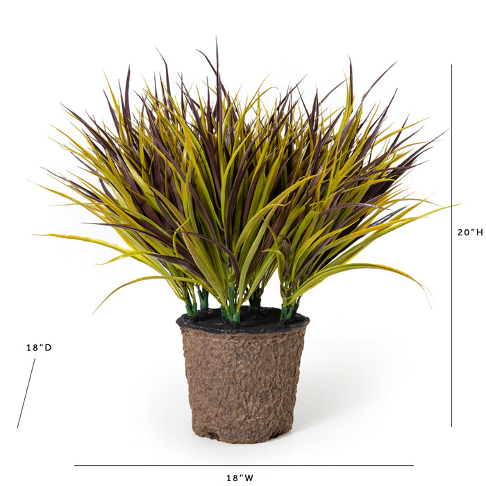 Liriope Grass 20"H