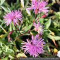 Perennials ~ Lychnis flos-cuculi 'Petite Jenny', Ragged Robin ~ Dancing Oaks Nursery and Gardens ~ Retail Nursery ~ Mail Order Nursery