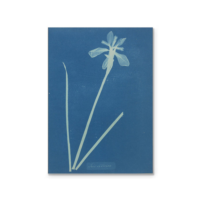 A blue magnet with a white illustration of a flower, resembling the style of an 19th-century cyanotype print.
