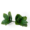 Magnolia Branch 27"L