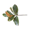 Wholesale Artificial Magnolia Leaf Stem Indoor 14 Inches Long - New Growth Designs