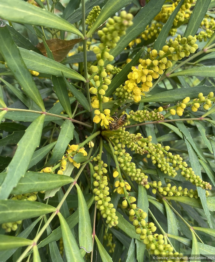 Mahonia eurybracteata subsp. ganpinensis 'Soft Caress' PP20183