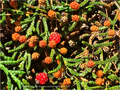 Shrubs ~ Microcachrys tetragona, Creeping Strawberry Pine ~ Dancing Oaks Nursery and Gardens ~ Retail Nursery ~ Mail Order Nursery