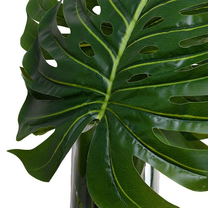 Large Monstera Leaf in Glass Cylinder - New Growth Designs