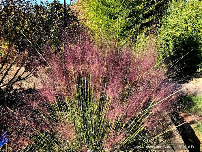 Grasses ~ Muhlenbergia 'Fast Forward', Pink Muhly Grass ~ Dancing Oaks Nursery and Gardens ~ Retail Nursery ~ Mail Order Nursery