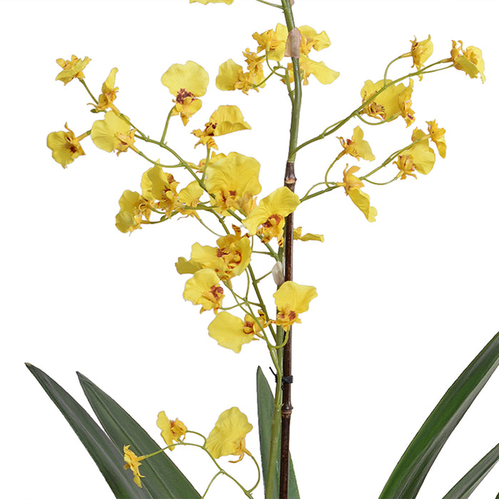 Oncidium Orchid in Porcelain Vase 32"H