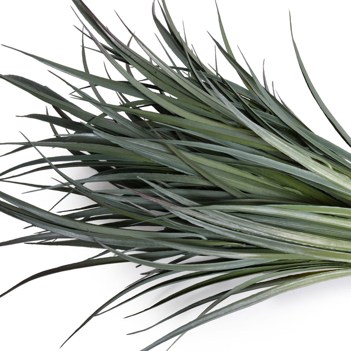 Grass Spray, 24" L - Gray Orchard - New Growth Designs