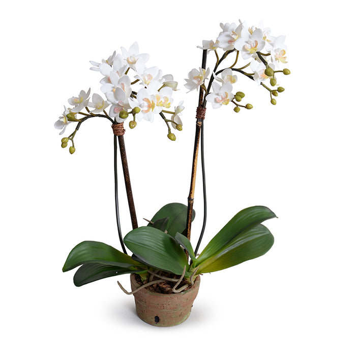 Phalaenopsis Orchid Mini x2 White 22"H