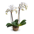 Phalaenopsis Orchid Mini x2 White 22"H