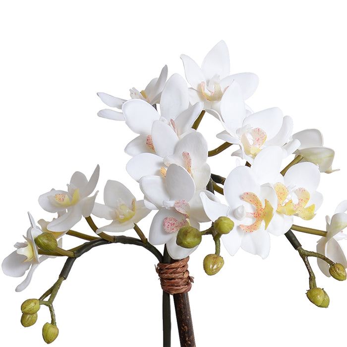 Phalaenopsis Orchid Mini x2 White 22"H