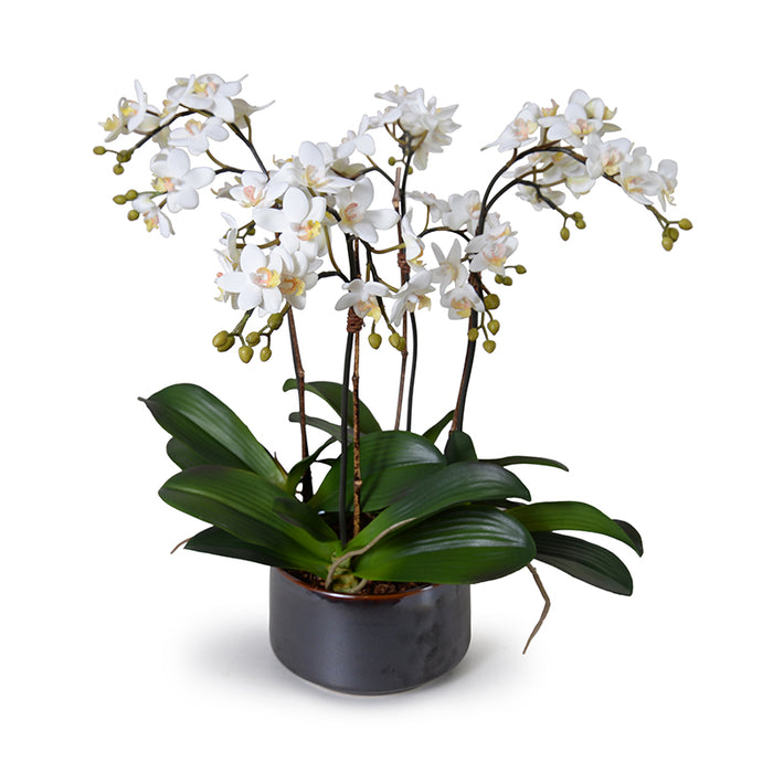 Phalaenopsis Orchid Mini x4 in Porcelain 22"H