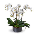 Phalaenopsis Orchid Mini x4 in Porcelain 22"H