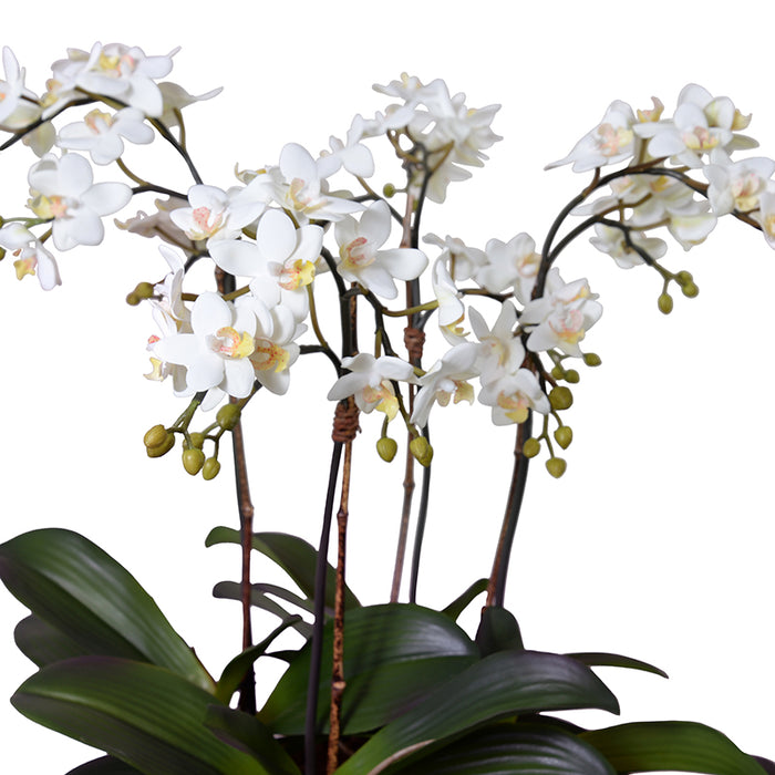 Phalaenopsis Orchid Mini x4 in Porcelain 22"H