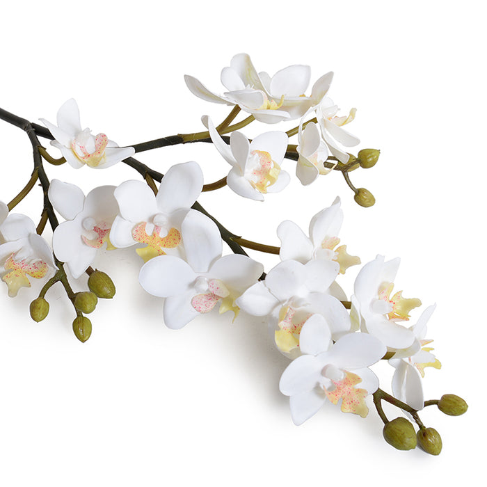 Phalaenopsis Orchid stem (mini flowers)