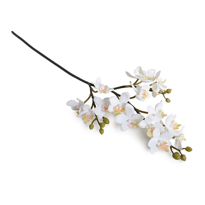 Phalaenopsis Orchid stem (mini flowers)