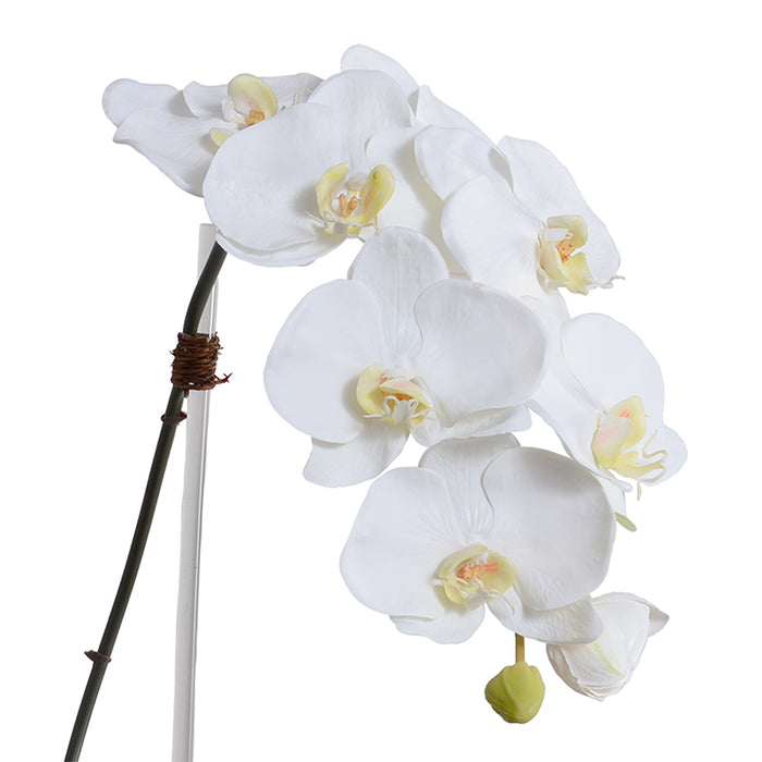 Phalaenopsis Orchid x1 in Mirror Vase 32"H