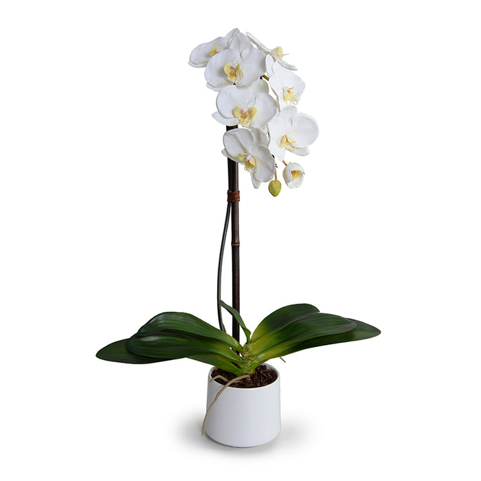 Wholesale Artificial Phalaenopsis Stem White in Modern White Porcelain Vase Indoor 27 Inches Tall - New Growth Designs