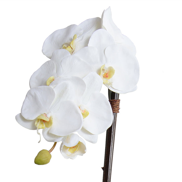 Phalaenopsis Orchid x1 in Porcelain 27"H