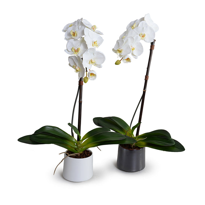 Phalaenopsis Orchid x1 in Porcelain 27"H