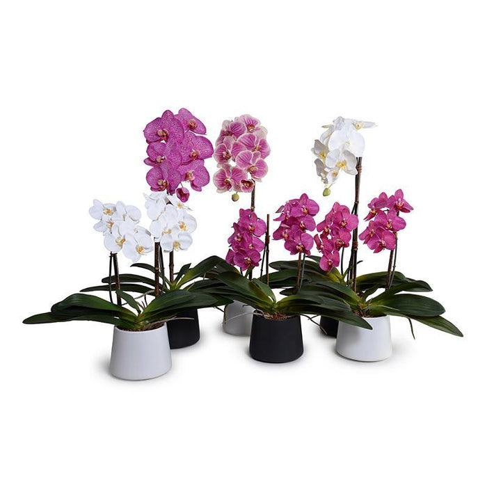 Phalaenopsis Orchid x1 in Porcelain 27"H