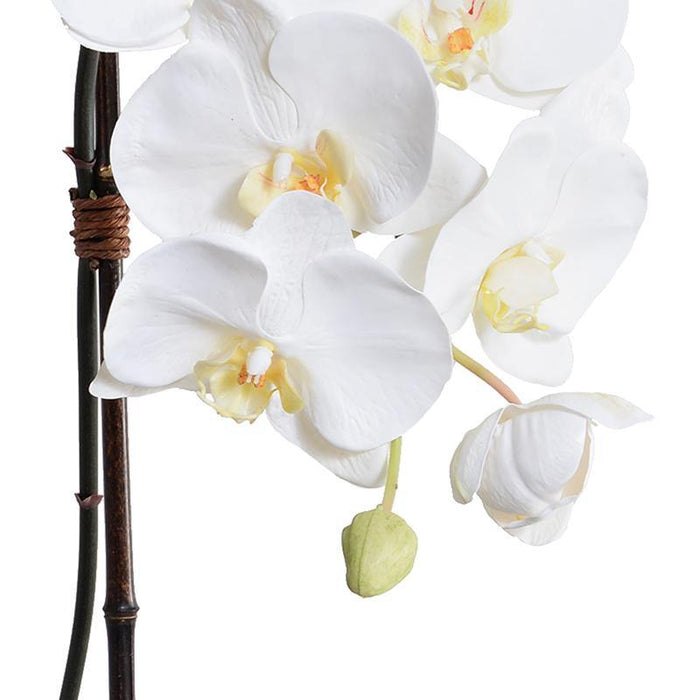 Phalaenopsis Orchid x1 in White Ceramic Bowl, 27"H - White - New Growth Designs