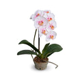 Wholesale High-Quality Faux Phalaenopsis Orchid Pink-White in Terracotta Pot Indoor 16 Inches Tall - New Growth Designs