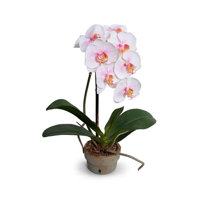 Wholesale High-Quality Faux Phalaenopsis Orchid Pink-White in Terracotta Pot Indoor 16 Inches Tall - New Growth Designs