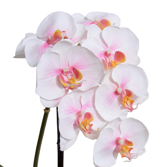 Phalaenopsis Orchid x1 in Terracotta 16"H