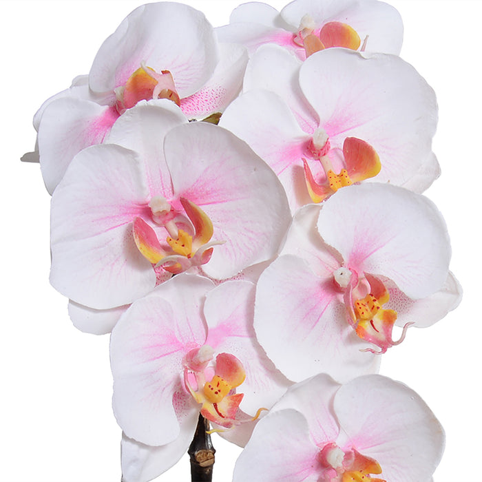 Phalaenopsis Orchid x1 in Terracotta 16"H